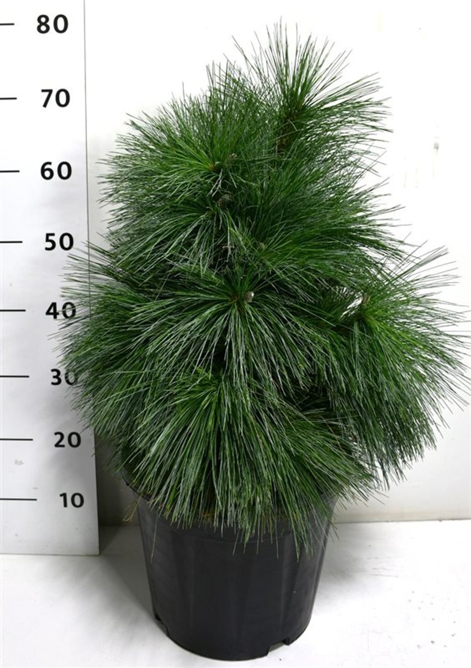 Pinus schwerinii 'Wiethorst' - C12 40-50 CM
